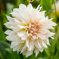 Café au Lait Dahlia