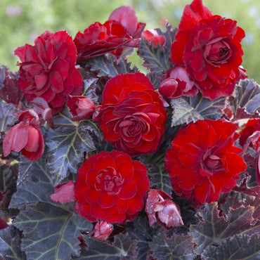 Switzerland Begonia
