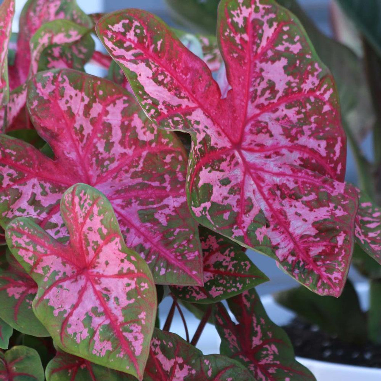 Carolyn Whorton Fancy Leaf Caladium