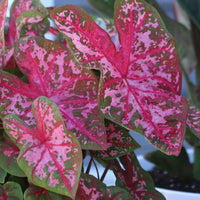 Carolyn Whorton Fancy Leaf Caladium