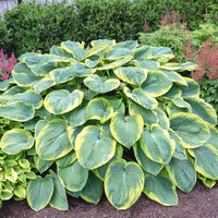 Frances Williams Hosta
