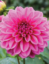 Dahlia- Pink Show (Tuber)