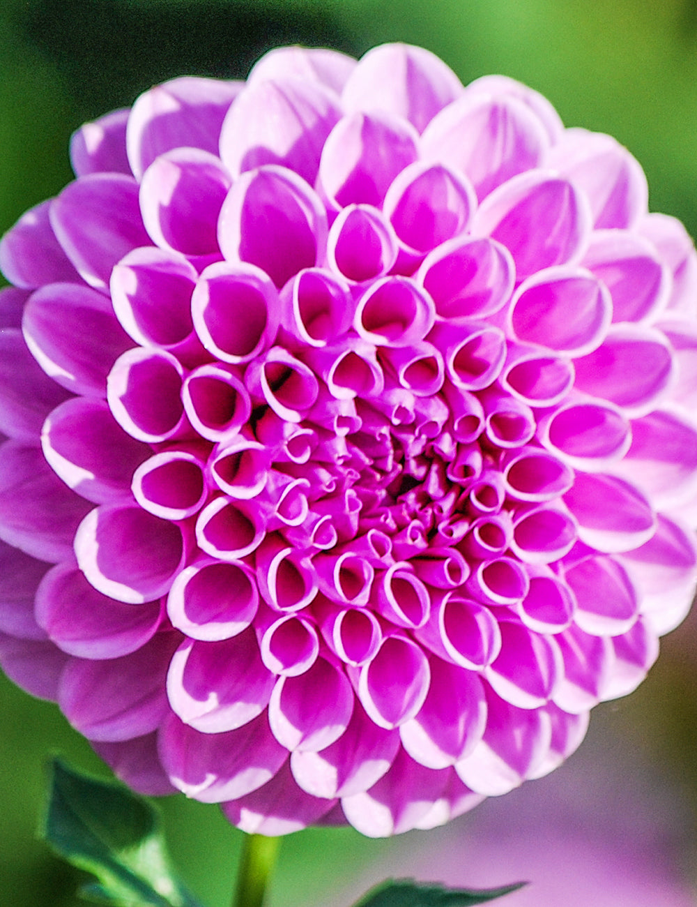 Dahlia- Shirley Yeomans (Tuber)