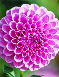 Dahlia- Shirley Yeomans (Tuber)