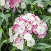 Seedling 5 Pack- Sweet William- Sweet Pink Magic