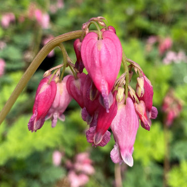 Luxuriant Fernleaf Bleeding Heart