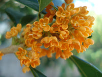 Heirloom Osmanthus Fragrans Flower Seeds, Non-GMO Fragrant Blooms for Planting - Osmanthus for planting in home garden
