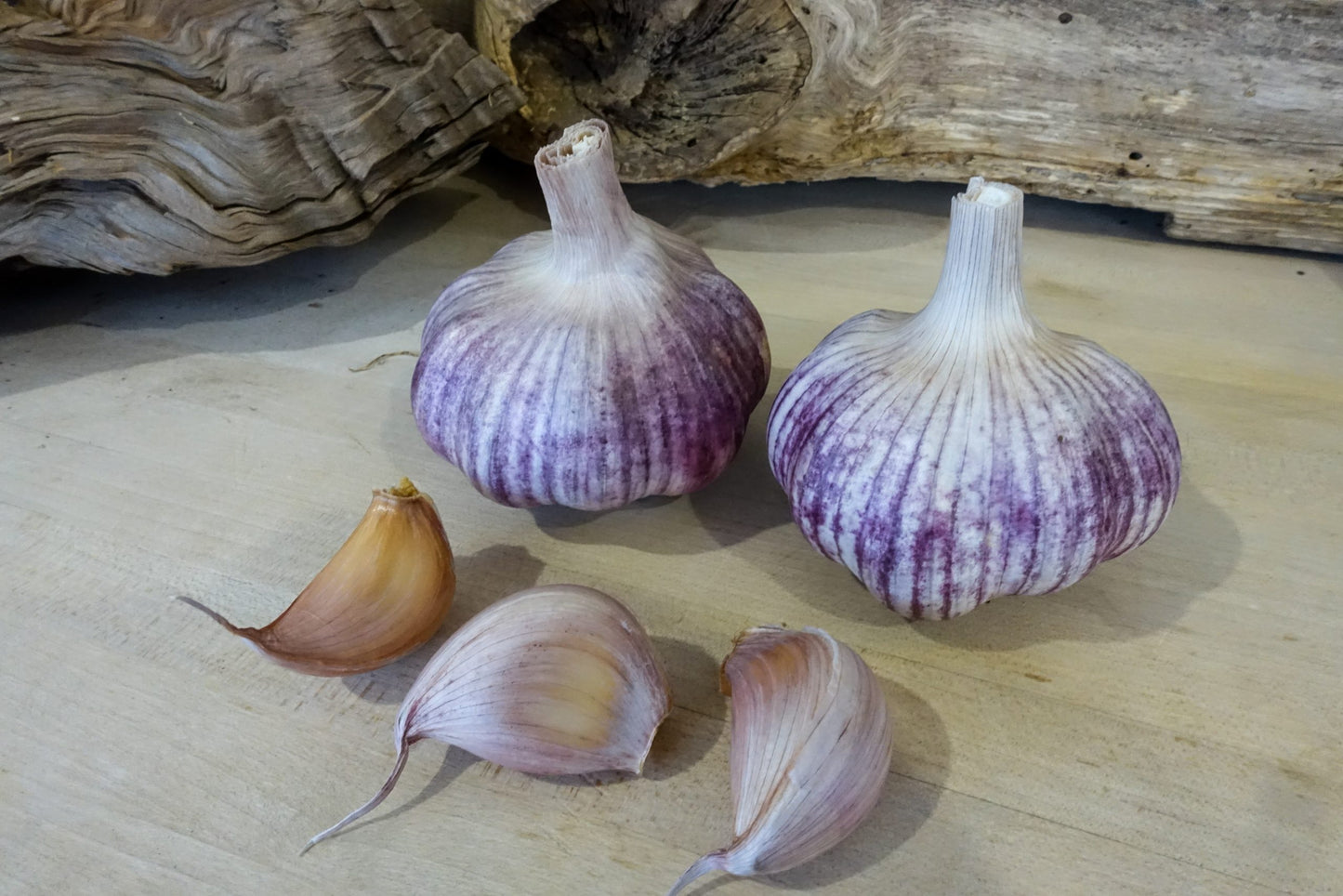 Garlic- Italian Purple ()