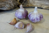 Garlic- Italian Purple ()
