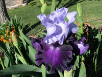 Purple Reign Bearded Iris