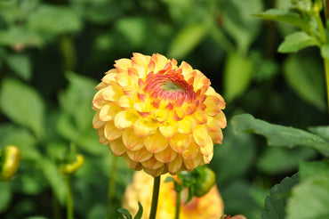 Sunny Boy Dahlia