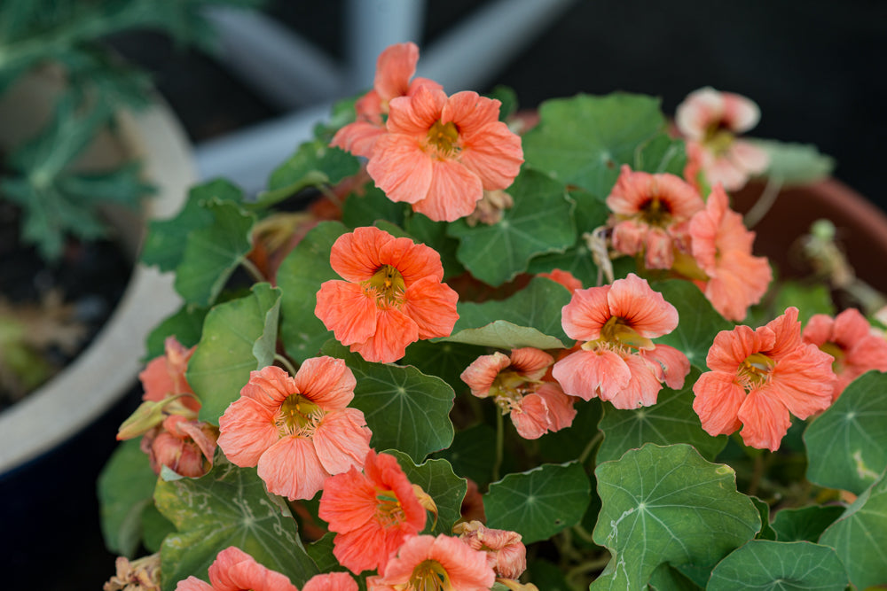 Nasturtium- Salmon Baby