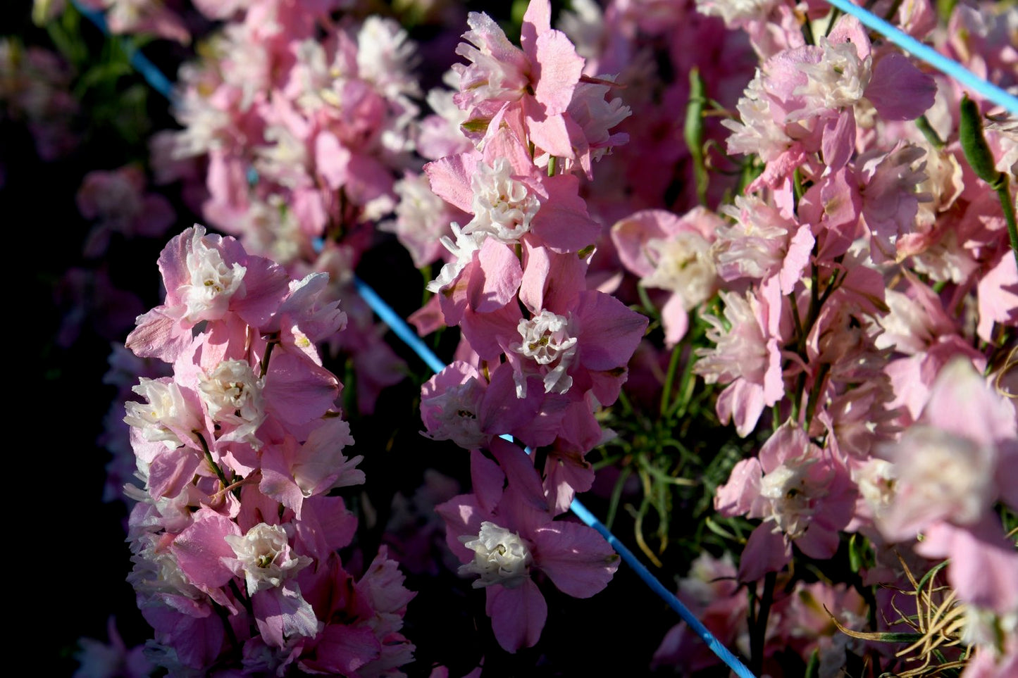 Fancy Pink with White Bee – Larkspur Seed