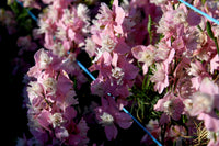 Fancy Pink with White Bee – Larkspur Seed