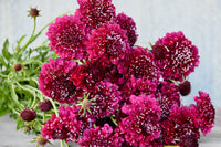 Merlot Red – Organic Scabiosa Seed