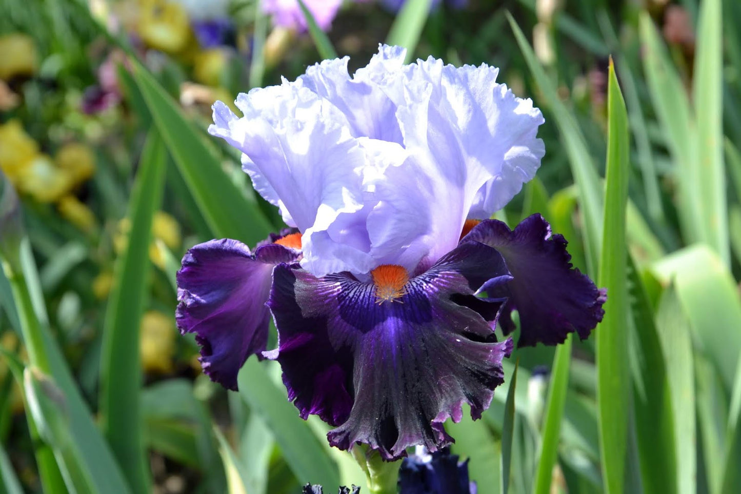 Purple Reign Bearded Iris