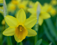 Daffodil Twinkle Yellow Bulb
