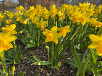 Daffodil Twinkle Yellow Bulb