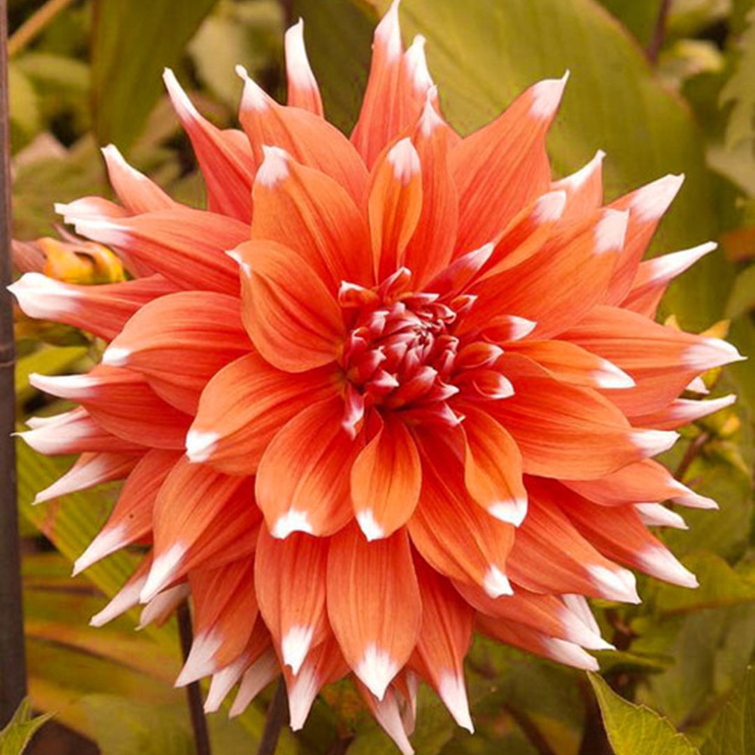 Color Spectacle Dahlia