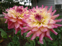 Bahama Mama Dahlia