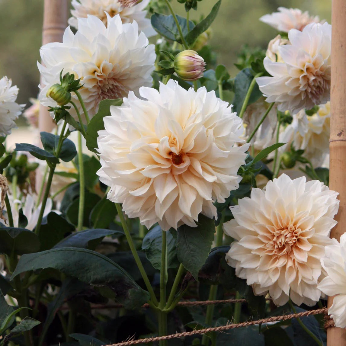 Café au Lait Dahlia