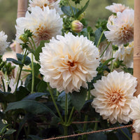 Café au Lait Dahlia