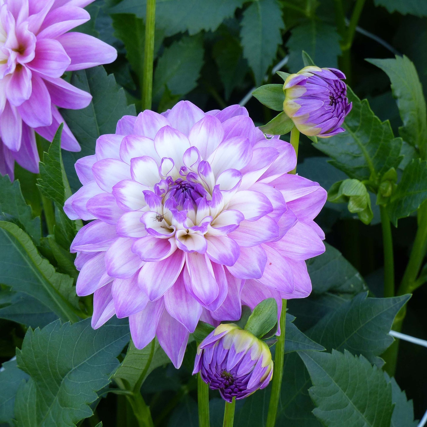 Blue Wish Dahlia