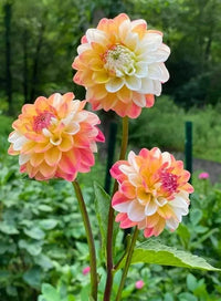 Double Jill Dahlia