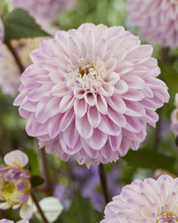 Espacio Dahlia
