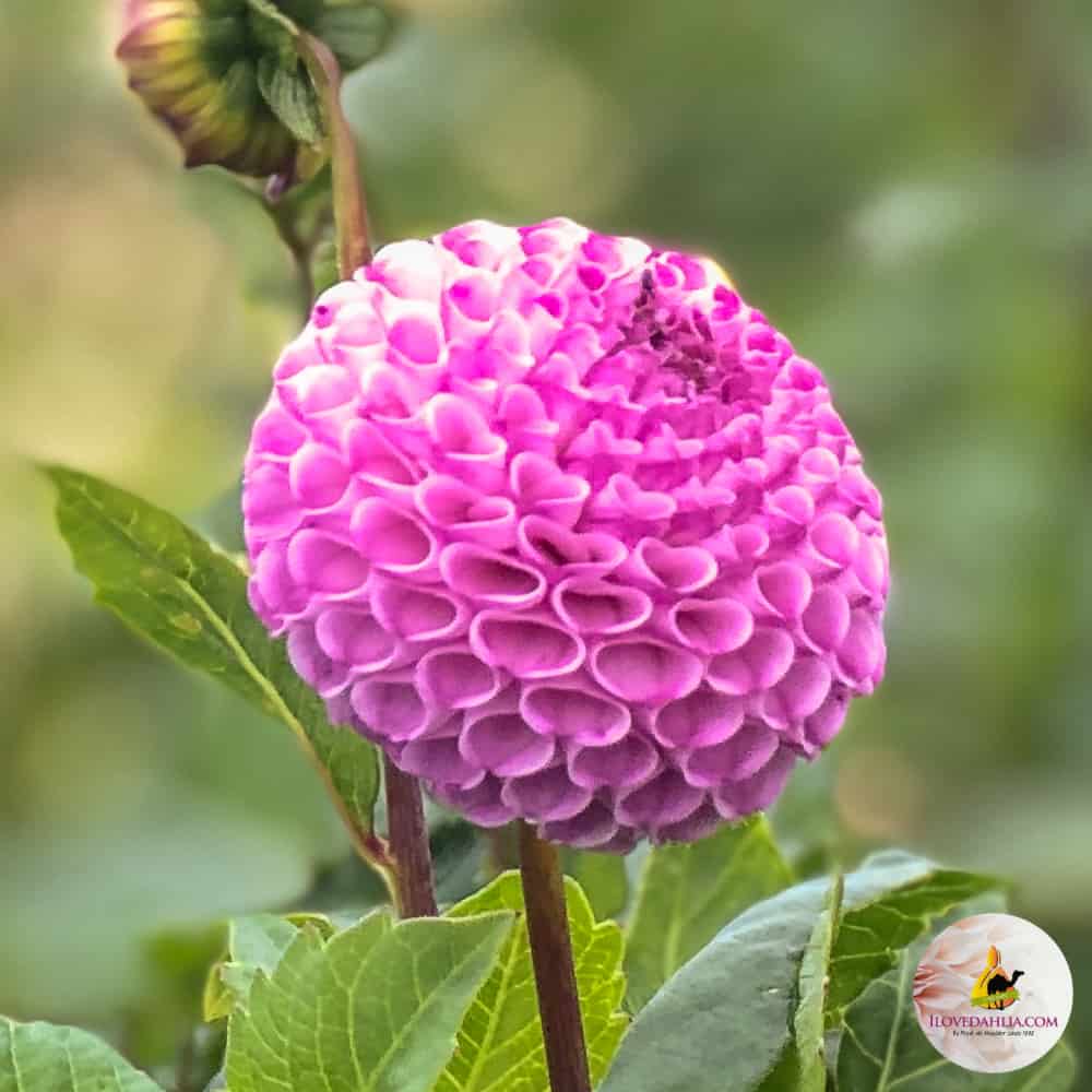 Dahlia- Frank Holmes (Tuber)