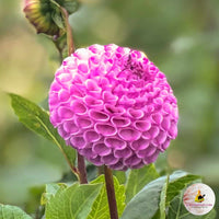 Dahlia- Frank Holmes (Tuber)