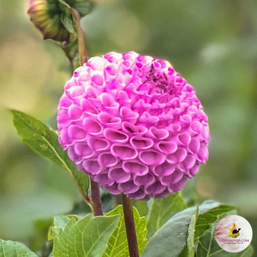 Dahlia- Frank Holmes (Tuber)