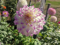 Hapet Blue Eyes Dahlia