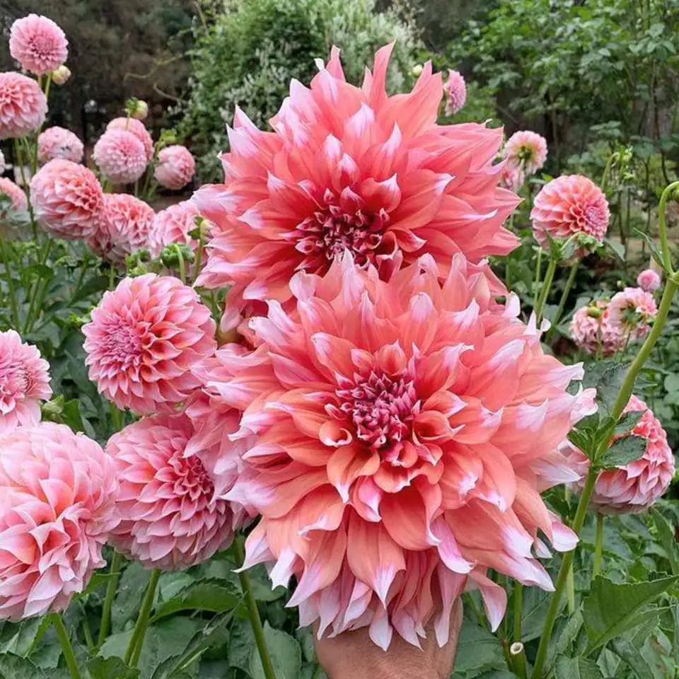 Holland Festival Dahlia
