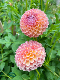Rosy Delight Ball Dahlia