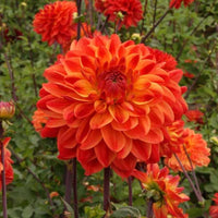 Kees Verkade Dahlia