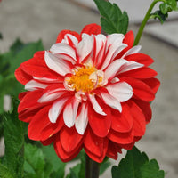 Olga's Light Dahlia