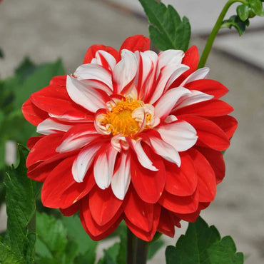 Olga's Light Dahlia