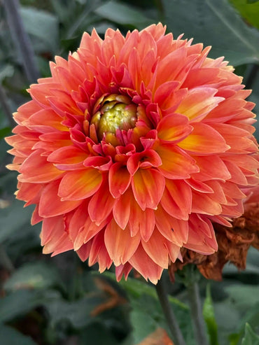 Orange Impact Dahlia