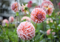 Gelia Dahlia