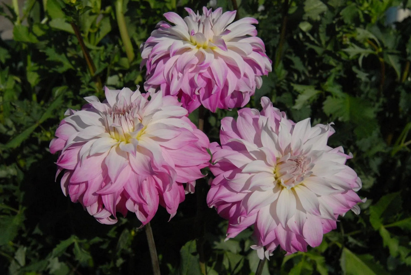 Pink Petticoat Dahlia