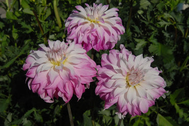 Pink Petticoat Dahlia