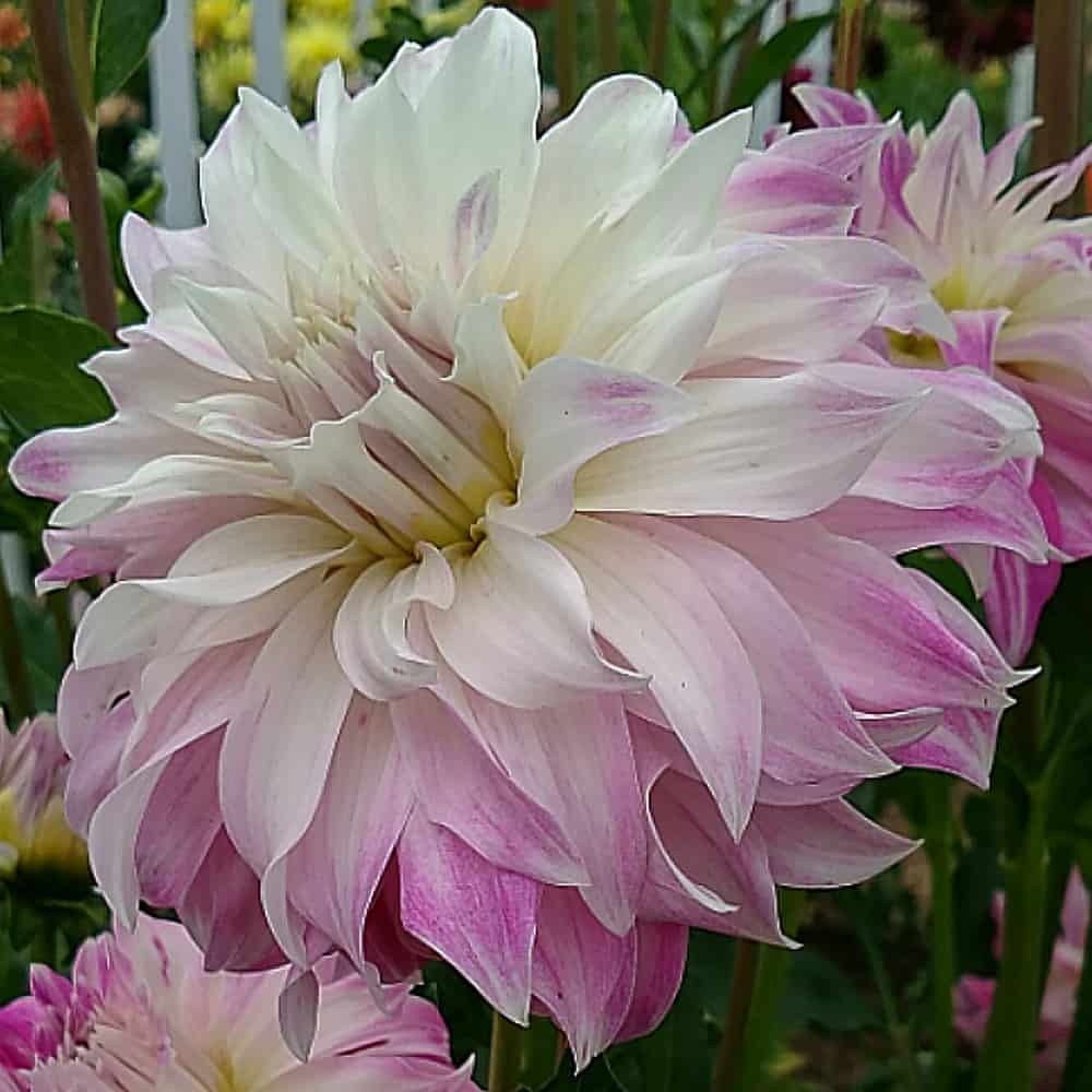 Pink Petticoat Dahlia