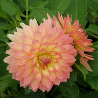 Princesse Elisabeth Dahlia