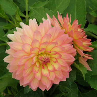 Princesse Elisabeth Dahlia