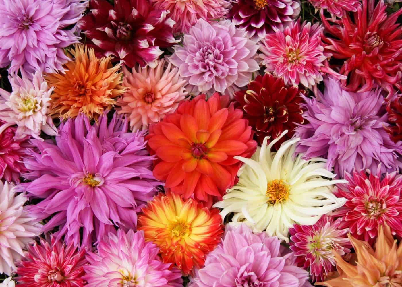 Festive Jowey Dahlia Mixture