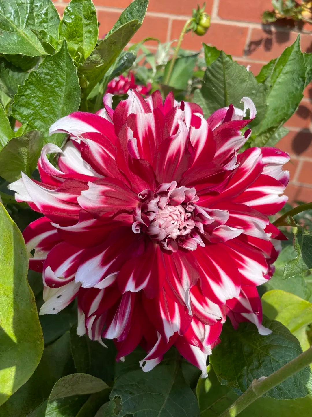 X-Factor Dahlia
