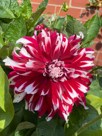 X-Factor Dahlia