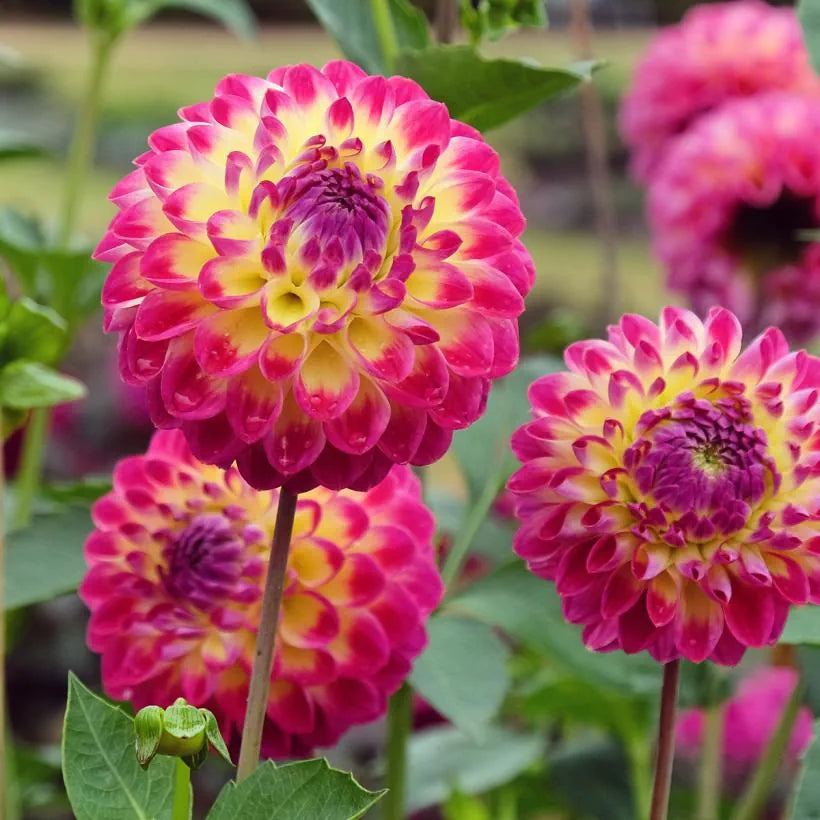 Hapet Daydream Dahlia