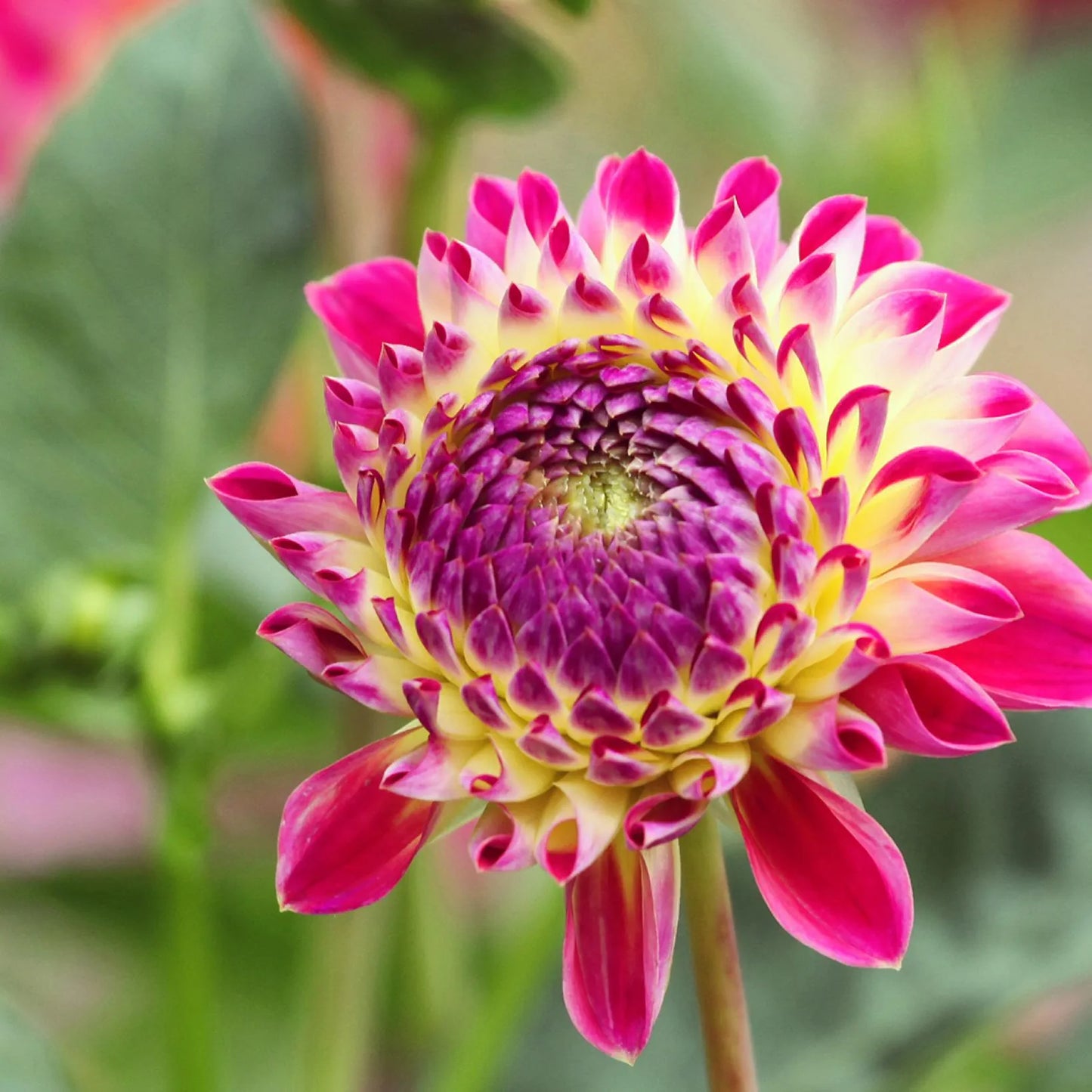 Hapet Daydream Dahlia